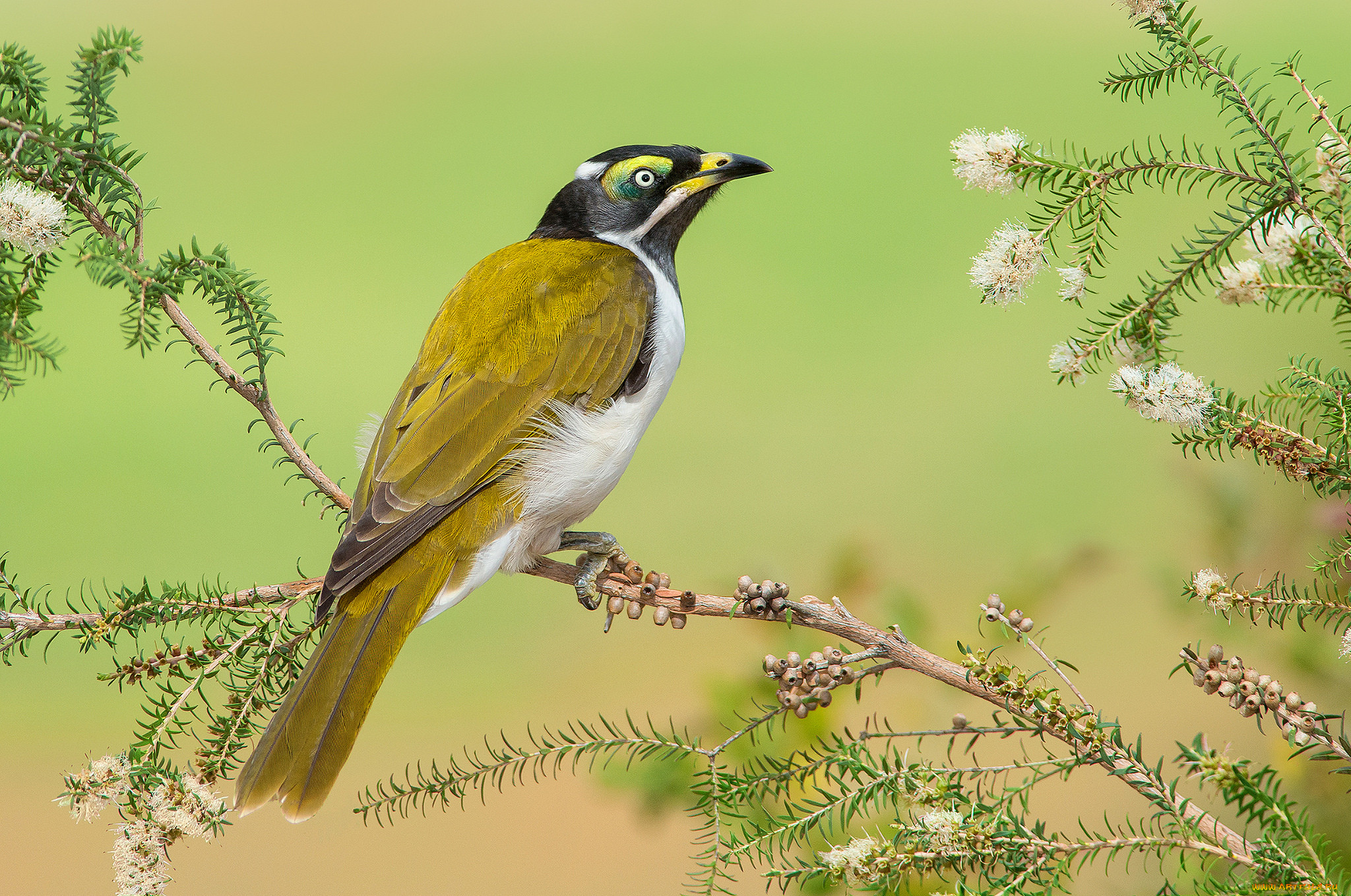 blue-faced honeyeater, , , 